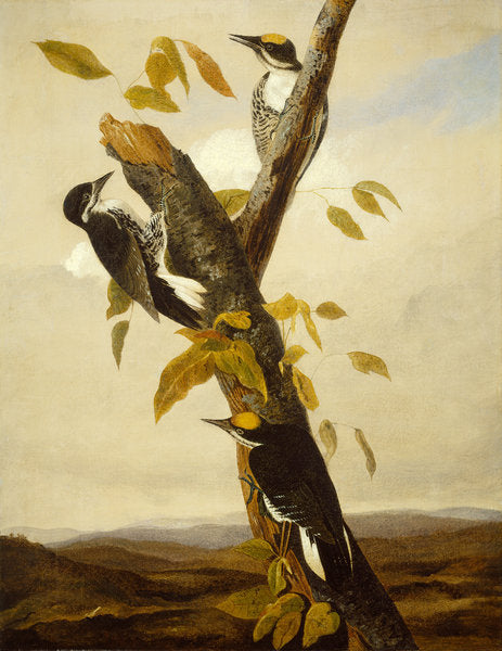 Detail of Black-Backed Three-Toed Woodpecker, 1831-3 by John James Audubon