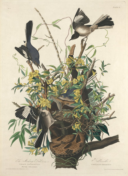 Detail of The Mocking Bird, 1827 by John James Audubon