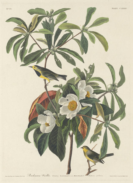 Detail of Bachman's Warbler, 1834 by John James Audubon