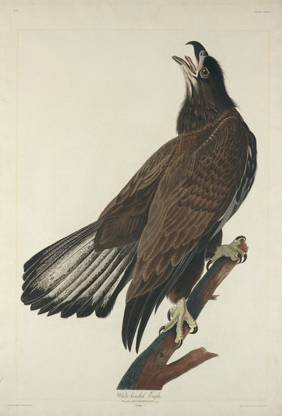 Detail of White-Headed Eagle, 1832 by John James Audubon