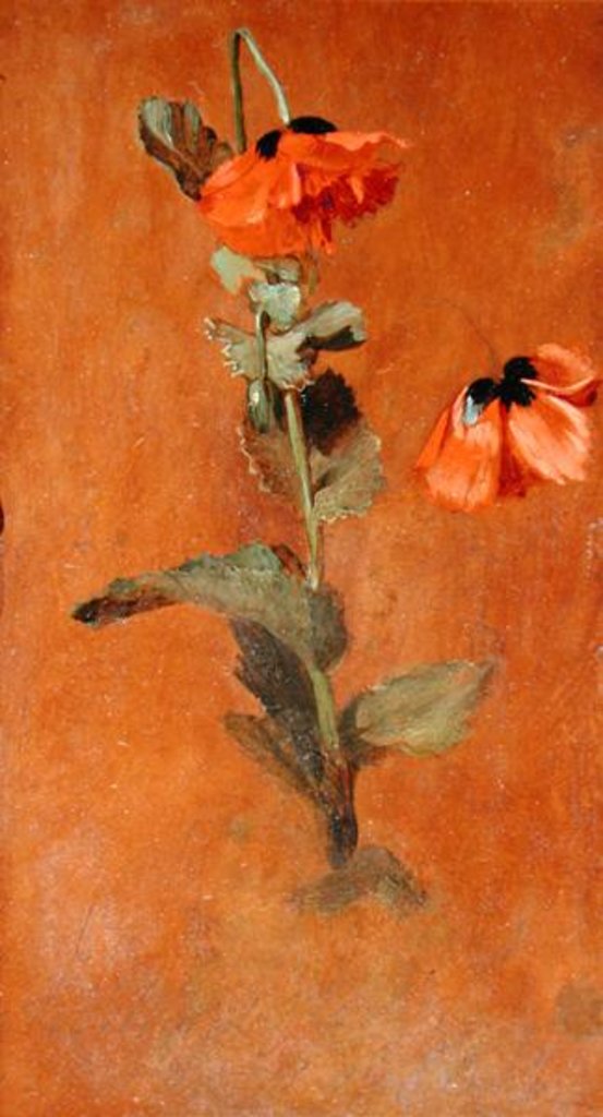 Detail of Study of Poppies, 1832 by James Inskipp