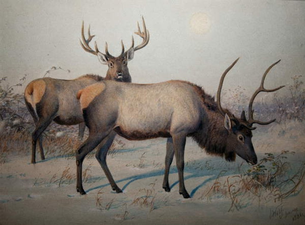 Detail of Wapiti, c.1850 by Joseph Wolf