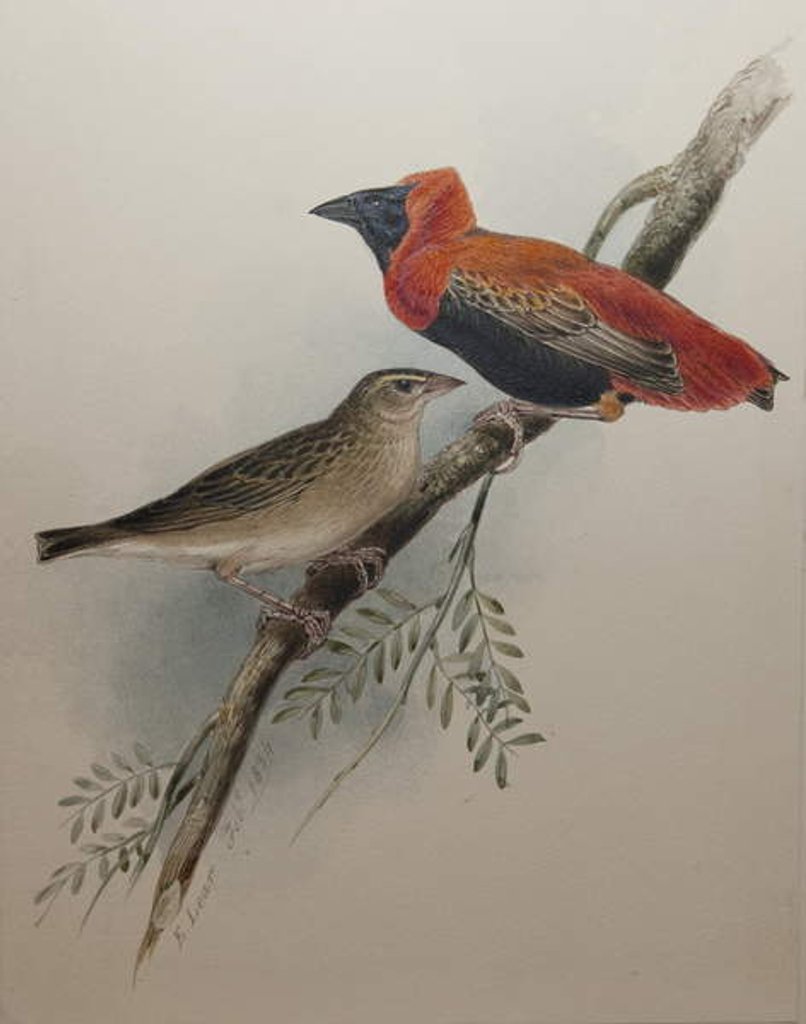 Detail of Northern Red Bishop, 1834 by Edward Lear