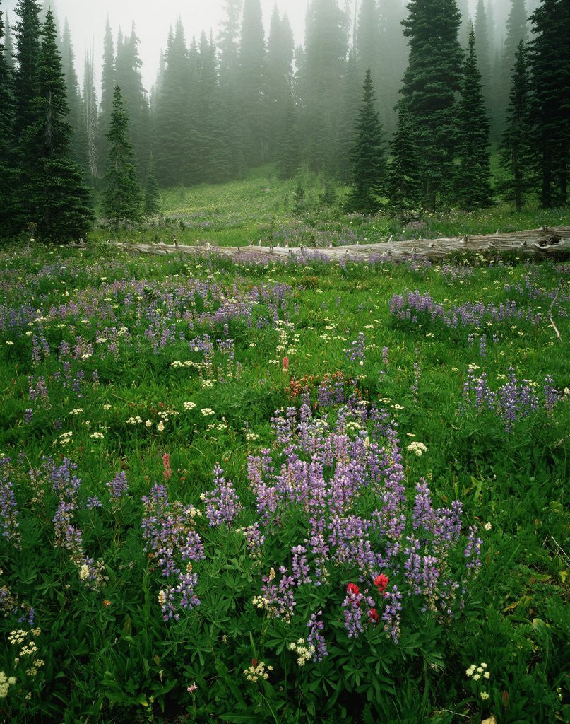 Detail of Lupine and Wildflowers by Corbis